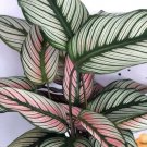Calathea Attractive Star White Peacock Rare House Live Plant 4" Pot Indoor Outdoor Garden