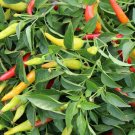 Chili Red Hybrid Pepper Hot Its Fruit Is Edible Colorful Clusters 20 Seeds Indoor Outdoor Garden