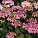 Hydrangea Serrata Hydrangea Beautiful Provens Winners Live Plant 4" Pot Indoor Outdoor Garden Hydrangea Serrata Hydrangea Beautiful Provens Winners Live Plant 4" Pot Indoor Outdoor Garden