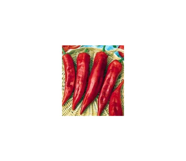 Pepper Di Corno Toro Frying Long Peppers Italianelles Cubanels 25 Seeds Indoor Outdoor Garden
