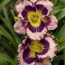 Hemerocallis Rhythm Rainbow Daylily S Live Plant Gallon Pot Indoor Outdoor Garden