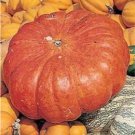 Pumpkin Rouge D'Etamps Vif Red Skinned Flattened Ribbed Fruits 10 Seeds Indoor Outdoor Garden