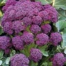 Broccoli Purple Veggie Low Carb Produces Excellent Large Purple Spears 200 Seeds Indoor Outdoor Gard