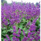 Meadow Salvia Purple Rain Dwarf Sage Spike Live Plant Quart Pot Indoor Outdoor Garden Meadow Salvia Purple Rain Dwarf Sage Spike Live Plant Quart Pot Indoor Outdoor Garden