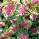 Wizards Series Roses Coleus Colorful Rainbow Heart Shaped Leaves 10 Seeds Indoor Outdoor Garden Wizards Series Roses Coleus Colorful Rainbow Heart Shaped Leaves 10 Seeds Indoor Outdoor Garden