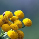 Cephalophora Scented Apple Pom Pom Beautiful Gold Exhilarating Fragrance 40 Seed Indoor Outdoor Gard