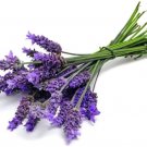 Lavender Blue Flower Ellagance Lavandula Purple Fragrants Herbs Family 20 Seeds Indoor Outdoor Garde