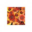 Carinatum Chrysanthemum Sunset Range Fiery Shades Position 200 Seeds Indoor Outdoor Garden