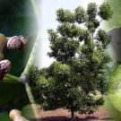 Hovenia Dulcis Raisin Tree Protective Effects Gastrointestinal Function 10 Seeds Indoor Outdoor Gard