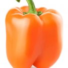 Pepper Sun Orange Sweet Bell Solar Capsicum Annuum Rounded Square Shape 20 Seeds Indoor Outdoor Gard