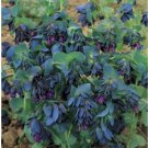 Cerinthe Flower Shrimp Majors Versatiles Haunting Blue Tubular Flowers 15 Seeds Indoor Outdoor Garde