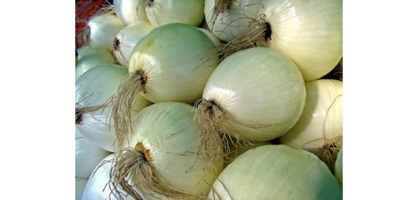 Onion Like Apple Walla Walla Sweet Mild Jumbo Size Round Shape 80 Seeds Indoor Outdoor Garden
