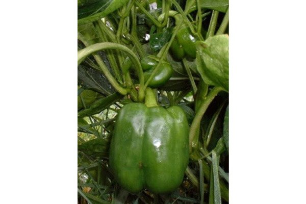 Pepper Thick Sweet Walls Jupiter Four Lobed Blocky Fruit Is 20% Larger 20 Seeds Indoor Outdoor Garde