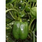 Pepper Thick Sweet Walls Jupiter Four Lobed Blocky Fruit Is 20% Larger 20 Seeds Indoor Outdoor Garde