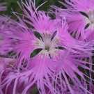 Dianthus Superbus Fringed Bearded Loosely Tufted Species Pink Shades 100 Seeds Indoor Outdoor Garden