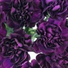 Dianthus Blacks Carnation King Of Wonderful Live Plant 50 Seeds Indoor Outdoor Garden