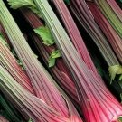 Celery Stick Peppermint Red 1620 Inch Stems With Bright Green Leaves 100 Seeds Indoor Outdoor Garden Celery Stick Peppermint Red 1620 Inch Stems With Bright Green Leaves 100 Seeds Indoor Outdoor Garden
