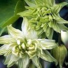 Aquilegia Green Flowered Columbine Frost Lime Clematis Flower 20 Seeds Indoor Outdoor Garden