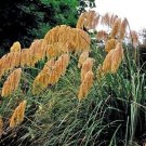 Fulvida Pampas Plume Golden Cortaderia Ornamental Grasses Huge Rounded 25 Seeds Indoor Outdoor Garde Fulvida Pampas Plume Golden Cortaderia Ornamental Grasses Huge Rounded 25 Seeds Indoor Outdoor Garde