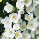 Philadelphus Mockorange Tower Illuminati Low Grower Live Plant 4" Pot Indoor Outdoor Garden