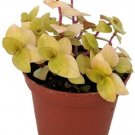 Callisia Turtle Copper Inch Jewel Vine Live Plant 2.5" Pot Indoor Outdoor Garden Callisia Turtle Copper Inch Jewel Vine Live Plant 2.5" Pot Indoor Outdoor Garden