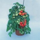 Tomato Totem Flavorful Cherry Variety Characteristics With Plum 10 Seeds Indoor Outdoor Garden