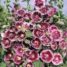 Cassis De Creme Hollyhock Old Fashioned Cottage Expanded Possibilities 35 Seeds Indoor Outdoor Garde