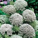 Ammi Visnaga Queen Green Lace Mist Anne'S Feathery And Delicate 50 Seeds Indoor Outdoor Garden