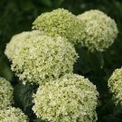 Hydrangea Invincibelle Limetta Annabelle S Live Plant 4" Pot Indoor Outdoor Garden