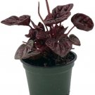Peperomia Red Ripples Schumi Caperata Live Houseplant 4" Pot Indoor Outdoor Garden