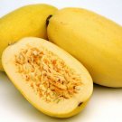 Squash Spaghetti Hasta Sweet La Pasta Offers Appealing Deep Orange Flesh 8 Seeds Indoor Outdoor Gard