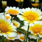 Chrysanthemum Organic Edible Shungiku Tested And Superb Quality Cure 115 Seeds Indoor Outdoor Garden