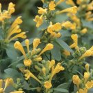 Agastache Hummingbird Arizona Mint Hybrids Compact Wide Clump Of Stems 10 Seeds Indoor Outdoor Garde