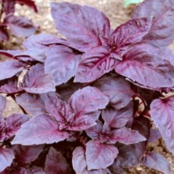 Variegated Opal Basil Dark Purple Grows Vigorously Forming A Small Bush 100 Seed Indoor Outdoor Gard
