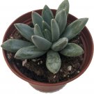 Pachyphytum Moonstone Ηookeri Hookers Succulent Out Live Plant 2.5" Pot Indoor Outdoor Garden