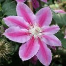 Clematis Drruppel White And Pink Blooms Live Plant 2.5" Pot Indoor Outdoor Garden