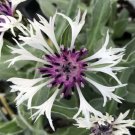 Centaurea Mountain Amethyst Montana In Snow Bluet In Out Live Plant Quart Pot Indoor Outdoor Garden