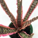 Cryptanthus Earth Star Rainbow Terrarium House Live Plant 5" Pot Indoor Outdoor Garden