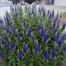 Speedwell Veronica Candles Royal Dwarf In Out Live Plant Quart Pot Indoor Outdoor Garden