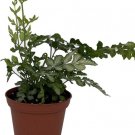 Ensiformis Lace Pteris Silver Table Fern Τo Grow House Live Plant 2.5" Pot Indoor Outdoor Garden