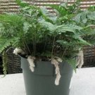 Davallia Fejeensis Rabbit'S Feet White Foot Terrarium Live Plant 4" Pot Indoor Outdoor Garden