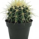 Echinocactus Golden Grusonii Barrel Cactus Sharp Desert House Live Plant 4" Pot Indoor Outdoor Garde