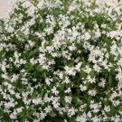Deutzia Snowflake Yuki Nikko Landscape S Live Plant 4" Pot Indoor Outdoor Garden