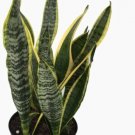 Sansevieria Snake Laurentii Steel Mother In Law Tongue House Live Plant 6" Pot Indoor Outdoor Garden