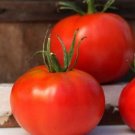 Marglobe Deliciously Sweet Tomato Miracle Vegetable For 50 Seeds Indoor Outdoor Garden