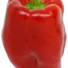Bell Pepper Keystone Giant Sweet Hollow Huge Rounded Square Shape 20 Seeds Indoor Outdoor Garden