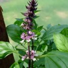 Ocimum Basil Holy Sanctum Tea Herb Aromatic Fuzzy 2 Inch Leaves 100 Seeds Indoor Outdoor Garden