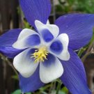 Aquilegia Columbine Blue Beautiful Domesticated Wildflower Star Effect 20 Seeds Indoor Outdoor Garde
