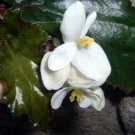 Begonia Black Concord Baby Pink Flower Terrarium Home Live Plant 2.5" Pot Indoor Outdoor Garden Begonia Black Concord Baby Pink Flower Terrarium Home Live Plant 2.5" Pot Indoor Outdoor Garden