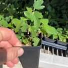 Beer’S Black Dwarf Fig Tree Dwarf Fig Plant Self Fertile Indoor Outdoor Garden Beer’S Black Dwarf Fig Tree Dwarf Fig Plant Self Fertile Indoor Outdoor Garden